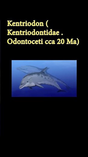 Así eran las ballenas hace millones de años : La mayor evolución de TODAS
