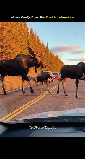 “Moose Family Crosses the Road in Yellowstone 🫎 | Rare Wildlife Moment”
