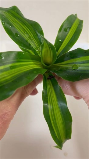 @waiwai-mb3oe#️⃣観葉植物#️⃣ドラセナ#️⃣植え替え