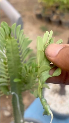 How to Propagate African Milk Tree | Euphorbia Trigona Cuttings Guide 🌿