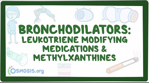 Bronchodilators: Leukotriene antagonists and methylxanthines: Video, Causes, & Meaning | Osmosis