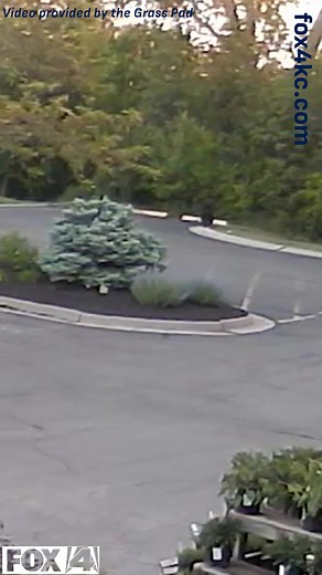 1.3M views · 9.4K reactions | There have been multiple bear sightings in the Kansas City area within the last couple of days. One of the sightings was in south Johnson County and another was in Grandview, Missouri. Click our bio link to learn more about the bear sightings. #BearSighting #BlackBear #fox4kc #KansasCityNews | FOX4 News Kansas City | Facebook