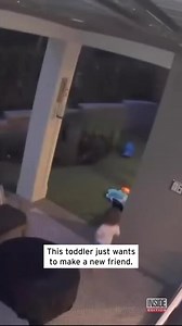 78K views · 3.1K reactions | Most adults know to keep their distance from wild bears. But a sweet little girl was just looking for a playmate when a bear cub wandered into her backyard in Washington state. Luckily, Juniper’s mother quickly retrieved her daughter before anything happened. | Inside Edition | Facebook