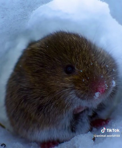 Explore Amazing Wildlife Species Around the World
