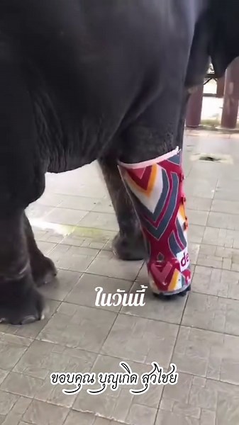 ความสุขของช้างใส่ขาเทียม