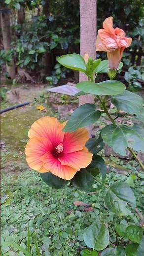 Hibiscus Paradise! 🌺✨ Exploring Exotic Flower Colors | #Shorts #Gardening