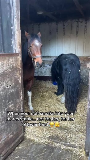 The Best Behaved Baby Colt Sneaks In