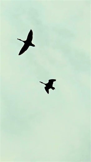 Indian Ducks In flight #duck #wildlife