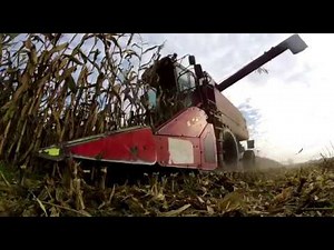 Maisdreschen/ Case 1660 axial flow, fendt 312 und 308