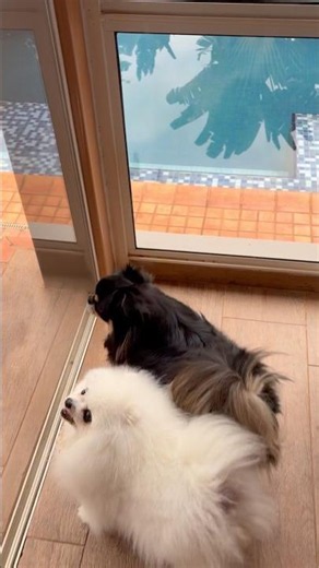 Wait linga guli dog song cat song dog songs cat songs music puppy animals pets shorts funny cute cat