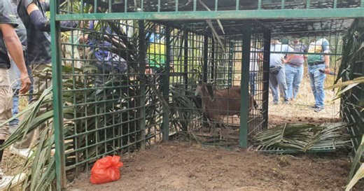 PERHILITAN Johor pasang perangkap harimau, penduduk luah rasa lega | Berita Harian