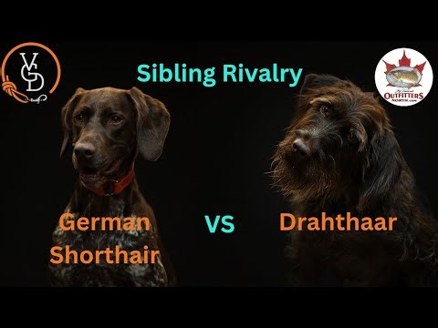 German Shorthair vs Drahthaar Which Hunting Breed REIGNS SUPREME