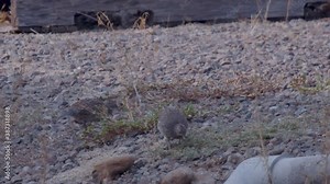 Two baby California Quail chicks looking for food in an industrial setting junk yard in slow motion