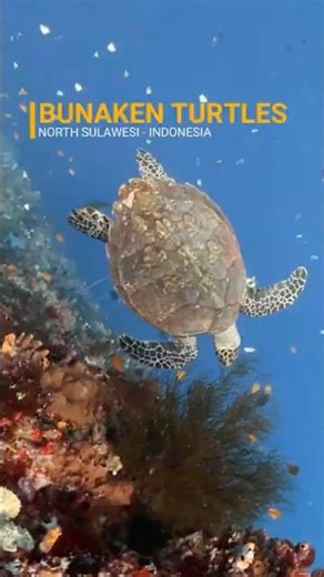 Les tortues de Bunaken