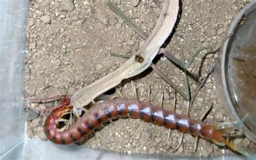 战神秘鲁击败同体型刀螳