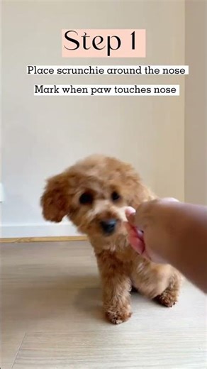 Dog trick Tutorials - how to teach your dog ‘Shy’ #puppy #dogtraining #dogtricks #cavapoo #tricks