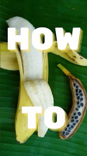 REPRODUCE BANANAS WITHOUT SEEDS?