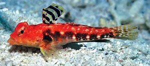 Synchiropus - Alchetron, The Free Social Encyclopedia