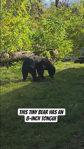 The Bear With the Longest Tongue