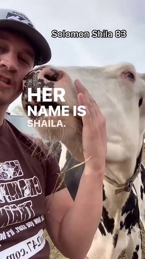 @Venture Holsteins sharing the love they give to their cows. Love to see it. #newyorkdairy #dairy #farmlife #dairycow #cow #milk #farmer