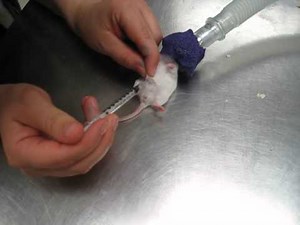 Mouse Intraperitoneal Injection