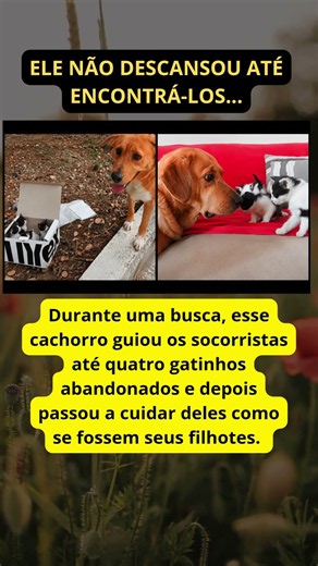 O cachorro que salvou quatro gatinhos e virou o pai deles