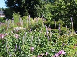Kandelaber-Ehrenpreis 'Apollo' - Veronicastrum virginicum 'Apollo'