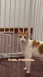 Orange Cat Learns To Use Object — Funny Cat Behavior Clip