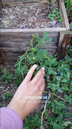 MIMOSA the shy/sensitive plant🌿🤭