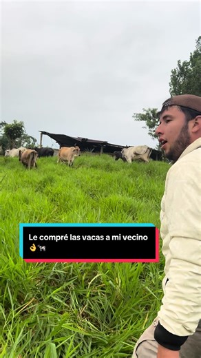 Comprando vacas a mi vecino: un día en el campo
