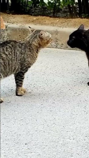 Cat Fight Noises | Cat Fight | Cat sound | Cat Fighting Voice | Cats Fight video #cats #cat #animal