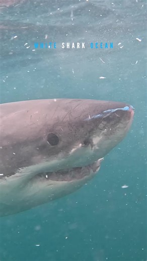 Great White Nibbles The Cage