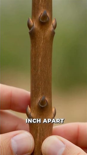 “Farmers don’t want you to know this cheap grafting hack!”