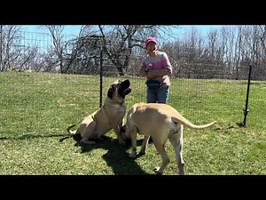Breeding Mastiff Excellence