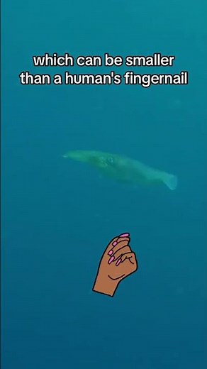 What is a cephalopod?