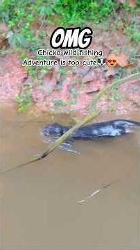 Cute Otter swimming in Nature...Then He spotted a fish!