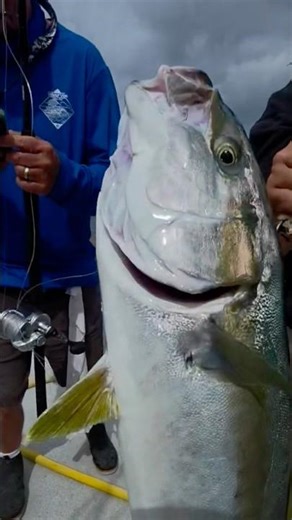 Passenger Lands HUGE Yellowtail on His 3rd Trip EVER! Insane Gaff Save!