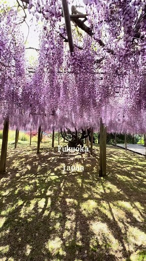 福岡の藤の花見おすすめスポット3選