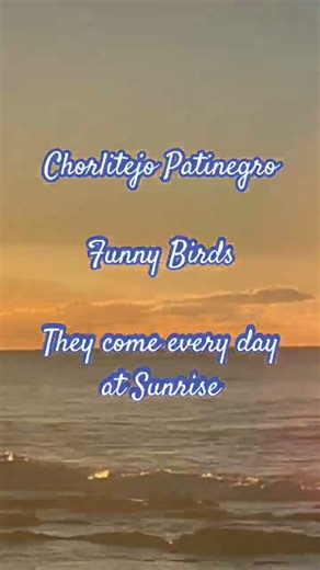 Chorlitejo Patinegro- every day at Daybreak they come- Costa del Sol Birds