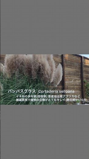 植える前に知っておきたいパンパスグラス豆知識 #育て方