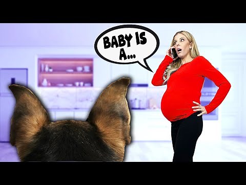 Dog Spies on Parents for a Week with Hidden GoPro! PawZam Dogs