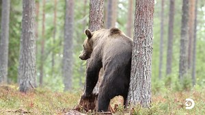 A bear rubs on a tree to scratch a hard-to-reach itch 🌳🐻 Video by Kersti Lindstrom #BrownBear #Bear #Funny #Animals #Wildlife #Photography #Nature | Animal Planet