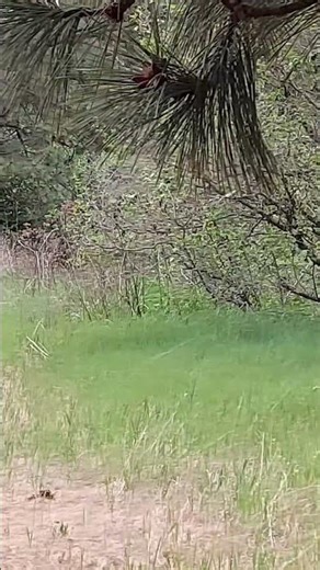 Spring Wildflowers in a Meadow #nature #spring