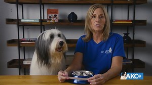 How Often Should I Bathe My Dog | AKC Good Dog TV