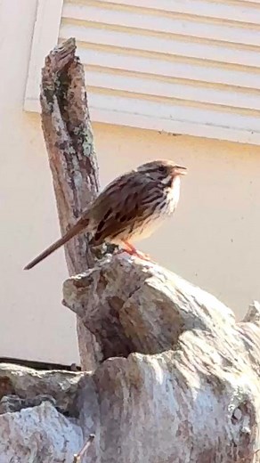 The song sparrow (Melospiza melodic) is a medium sized New world sparrow. among the native sparrows in North America, it is easily of the most abundant, variable and adaptable species #birds #songsparrow #nature #reelsviralシfb #เปิดค่าการมองเห็นAI #reelsสร้างรายได้ #reelstrending #reelsfacebook #reelschallenge #เปิดค่าการมองเห็น #reels #beautiful | Srisamorn Preechamart