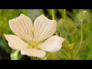 Introduction to the Augmented Experimental Design Part 8 of 8