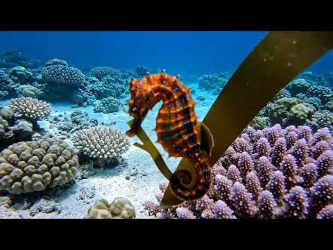 Seahorse Drifting with the Current | Free To Use
