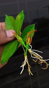 115K views · 453 reactions | how to grow red rose plant at home || Grow rose leaves hormone from Aloe Vera#highlights #viralvideoシ #Flowers #viewers #reelsvideoシ #shortsreels #gerdening #gardeningtips #gerden | Rana Craft | Facebook