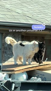 Homeless Cats: A Love Story of Two Orange and Black Felines