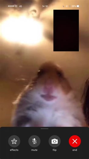 Funny Hamster Video Call Memes